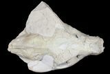 Oreodont (Merycoidodon) Partial Skull - Wyoming #123182-1